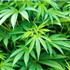 Marijuana