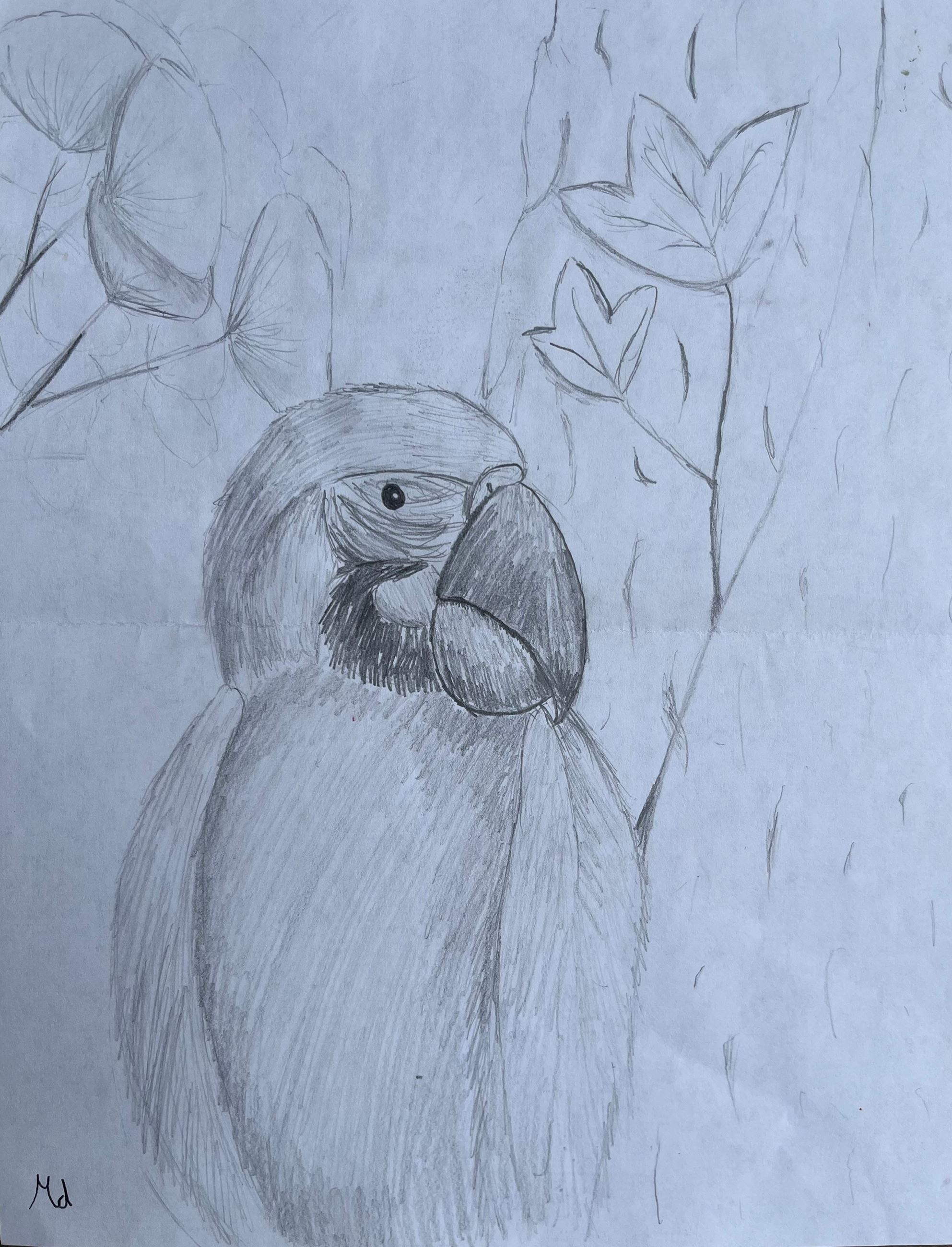 Pencil sketch of a parrot with leaves and branches in the background